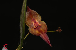 LEPANTHES CURIOSA MINIATURE ORCHID MOUNTED - $53.00
