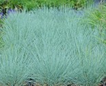 1 Oz Blue Fescue Ornamental Grass Seed Clumping Drought Heat Low Mainten... - $18.00