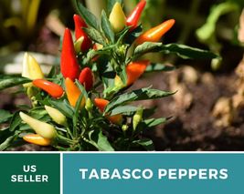 50 Pepper Tabasco Seeds Capsicum frutescens Vegetable for Making Tabasco Sauce - £12.35 GBP
