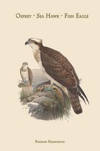 Pandion Haliataetus - Osprey - Sea Hawk - Fish Eagle by John Gould - Art Print - £17.57 GBP+