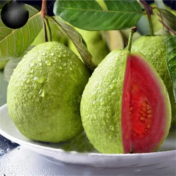 Fresh 100 Guava Fruit Tree Seeds For Planting Exotic And Delicious Tropical Frui - £18.80 GBP