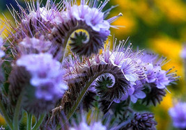 1000 Lacy Phacelia Seeds Purple Tansy Flower Bee&#39;S &amp; Butterflies Cover Crop - £6.59 GBP