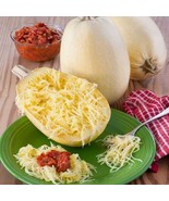 30+ Spaghetti Squash Seeds-Open Pollinated-NON GMO-Organic - $5.45 CAD