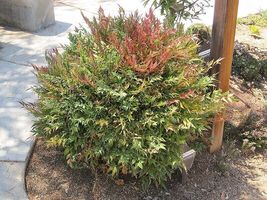 HARBOR DWARF NANDINA 4" pot image 3
