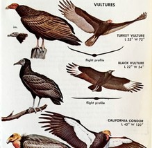 Vulture &amp; Condor Varieties And Types 1966 Color Bird Art Print Nature AD... - £15.84 GBP