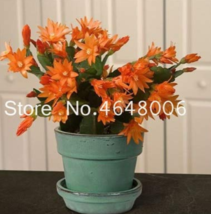 New Fresh 100Pcs/Bag Hanging Schlumbergera Zygocactus Flores Bonsai Christmas Ca - £9.56 GBP