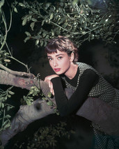 Audrey Hepburn in Sabrina posing in tree lovely 1954 color 16x20 Canvas Giclee - $69.99