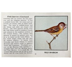 Field Sparrow Bird Print 1931 Blue Book Birds Of America Antique Art PCBG13C - £15.43 GBP