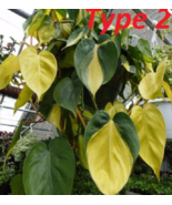 100 philodendron Seeds - £4.81 GBP