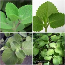 2 Cuban Oregano~Mexican Mint~Spanish Thyme~Well Rooted plant 5 to 7 Inches - £25.96 GBP