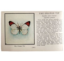 Orange Tip Butterfly 1934 Butterflies Of America Antique Insect Art PCBG14A - $366.80 MXN