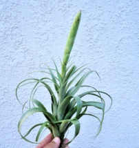 FREE SHIPPING Tillandsia Achyrostachys Air Plants - £31.46 GBP