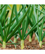 SML Black Eyed Pea Seeds For Planting 50 Seeds Wa Bulk Seeds - €15,89 EUR