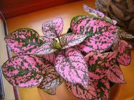 50 Pcs Pink Polka dot Hypoestes Flower Seeds #MNSS - £11.98 GBP