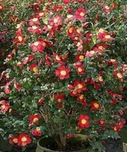 Yuletide Camellia Japonica Live Starter Plant Bold Red With Gold Stamens USA Sel - $34.00