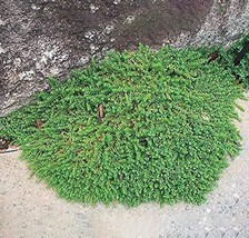 US Seller 100Pcs Ground Cover Green Seeds Herniaria Glabra New Fresh Seeds - $12.36