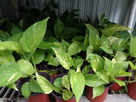 1 cutting Fully Rooted Golden Pothos &quot;Devils Ivy&quot; Live House Plant 4&quot; Red Pot - $4.94