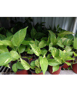 1 cutting Fully Rooted Golden Pothos &quot;Devils Ivy&quot; Live House Plant 4&quot; Re... - $4.94