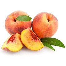 Lovell Heirloom Peach fruit tree seedling yellow edible canning fruit LIVE PLANT - £26.53 GBP