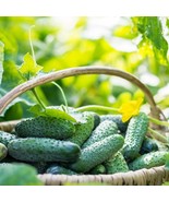 Mr Fothergill&#39;S Cucumber Snack Size Seed Oh Sow Simple Fast Grow - €20,88 EUR