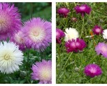 50 Seeds CORNFLOWER SEEDS - IMPERIALIS MIX Flowers Garden - £27.47 GBP