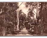Vista IN Botanico Giardini Trinidad Bwi Unp Davidson &amp; Todd DB Cartolina - $9.16