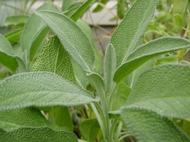 Broadleaf Sage, Salvia Officinalis, NON-GMO, Variety Sizes, Free Shipping Fresh - £6.23 GBP