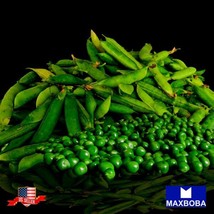 Fresh 160 Seeds Pea Green Arrow Nongmo Heirloom Vegetable Garden Us Seller - $13.10