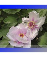 Lan Ju Pink Peony With Purple Stripe Flower Seeds Pack 5 Seeds Fragrant ... - $13.61 CAD