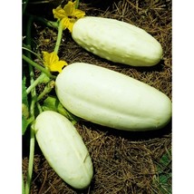 150 Seeds Cucumber Seeds White Wonder Cucumis Sativus Cucumber - FREESHIP - £39.95 GBP