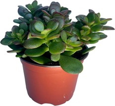 Jade PLANT/ Money Succulent / Lucky Plant 2&quot; Inch Brand New Plant Outdoor Yard - £13.49 GBP