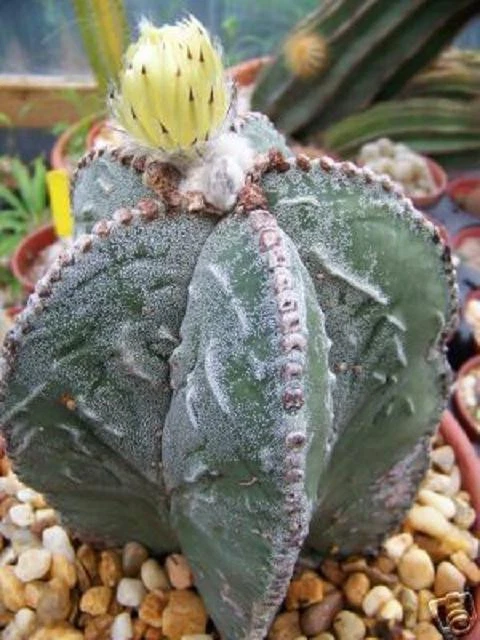 AstrophytumMyriostigma FUKURYUrare cactus15 SEEDS - $18.08