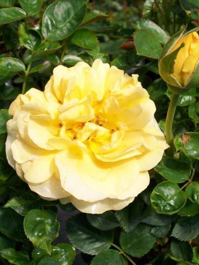 Julia Child Butter Gold Rose 2006 AARS Award Winner 3 Gal Floribunda Plant Roses - $77.55