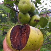 Black Sapote Diospyros digyna Chocolate Pudding Tropical Fruit Tree 3 Ga... - £99.68 GBP