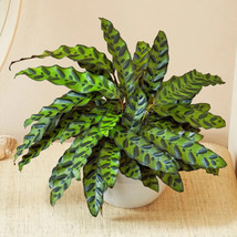 THJAR 25+ Rattlesnake Calathea Seeds For Garden Planting - £8.46 GBP