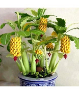 Dwarf Banana Tree Seeds Bonsai Plant Exotic Rare Fruits Garden Planting ... - $25.56 CAD