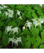 Superior Epimedium brevicornu - 50 Seeds - $184.06 MXN