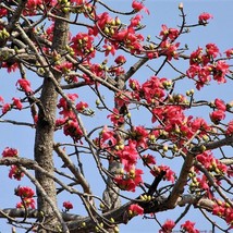 USA SELLER New 10 Red Silk Cotton Tree Bombax Ceiba Kapok Tropical Flower Seeds - £11.14 GBP