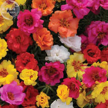 Goodidea BELLFARM Portulaca Grandiflora Mixed Colorful Moss Rose Flower Seeds, 2 - £4.16 GBP