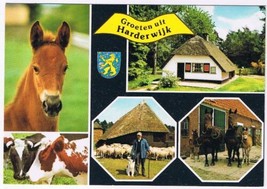 Holland Netherlands Postcard Harderwijk Horses Cows Sheep - £2.32 GBP