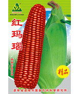 1 Original Pack 100g Seeds Pack Red Glutinous Maize Seeds Heirloom NON-g... - £13.48 GBP