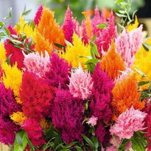 Fresh 200 Mixed Color Pampas Plume Seeds To Plant Celosia Garden - £14.10 GBP