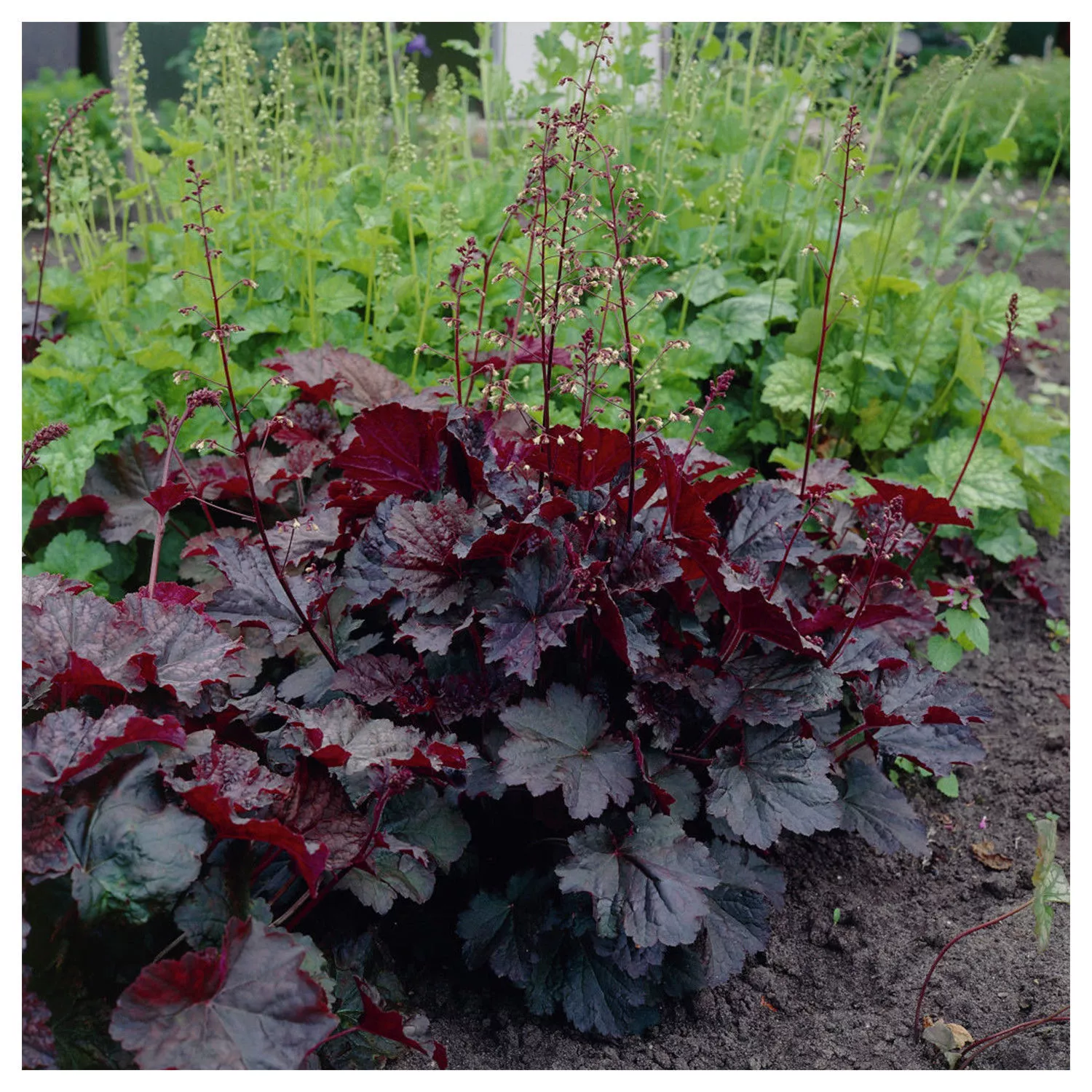 HGBO 30 Heuchera Purple Palace Coral Bells, Evergreen Perennial Flower Seeds - £11.45 GBP