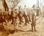 Kangaroo Hunters Bringing Game New South Wales Australia 1903 Kilburn St... - £72.67 GBP