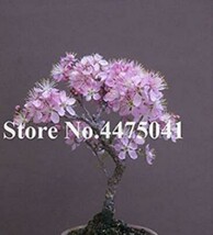 10PCS Mini Bonsai Sakura Flower Seeds  Water Pink Flowers - $4.68
