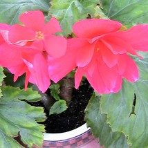 3 Pack Begonia Seeds Gift Bundle Tuberous Angel Wing Wax Garden Fast Shipping - £18.19 GBP