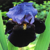 1 plant - Iris germanica Purple Night Sky - £7.82 GBP