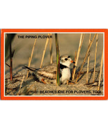 The Piping Plover, Beaches are for Plovers too Vintage Postcard - £5.19 GBP
