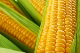 250 Seeds Incredible Sweet Corn - £20.71 GBP