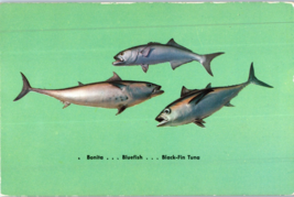 The Black Fin Tuna Bluefish and Bonita on the Middle Atlantic Coast Postcard - £5.41 GBP